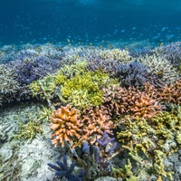 Coral Guardian