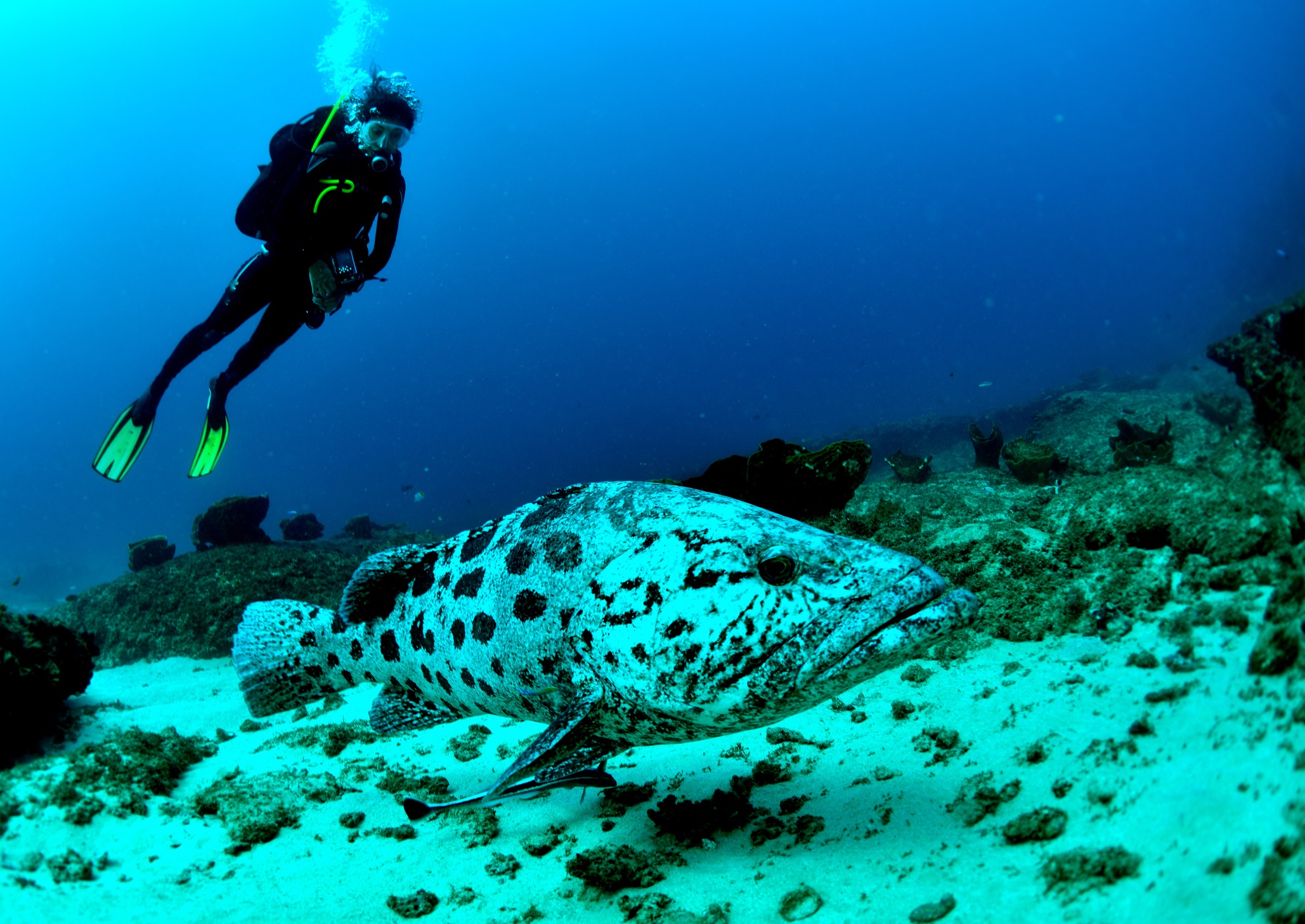 Plonger en Méditerranée été 2026 : choisir ses sites sans détruire la mer